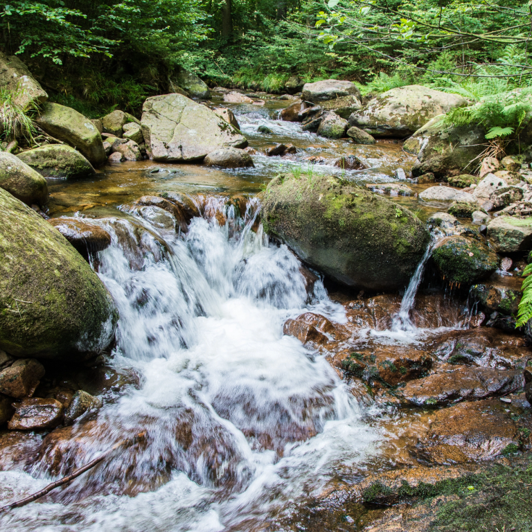 Ein klarer Bach fließt über steinerne Stellen in einem grünen Wald.