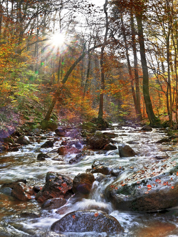 Sonnenstrahlen scheinen durch buntes Laub über einen plätschernden Bach.